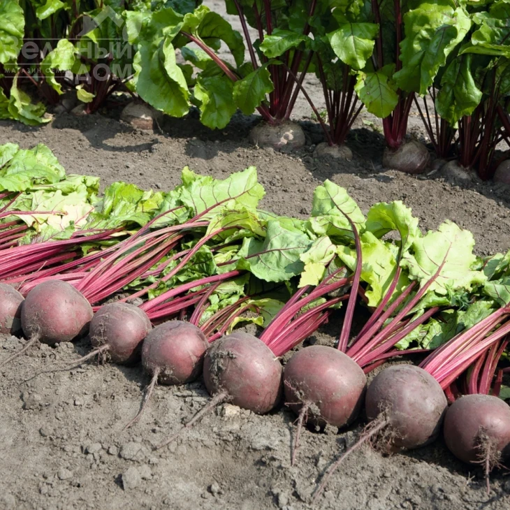 Пабло F1 / Pablo F1,105-108 дней фото 2