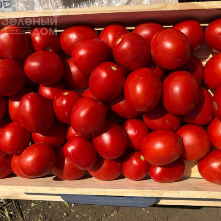 9969 F1 / 9969 F1, 105 днів фото 1