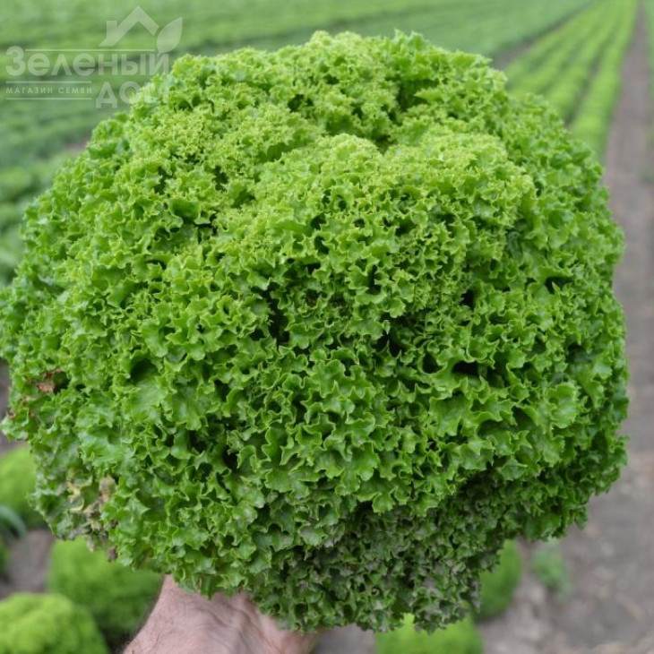 Келі / Keli фото 1