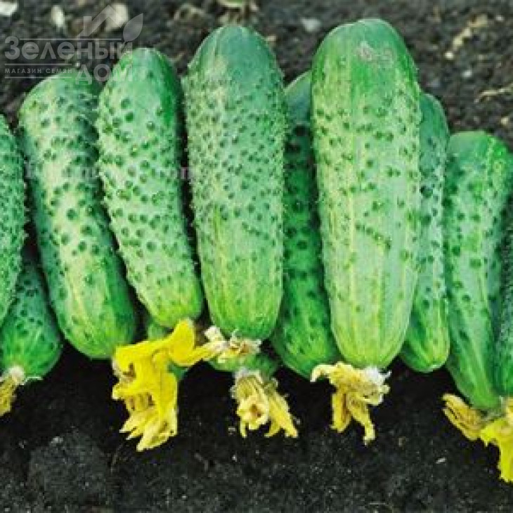 Рокет F1 / Rocket F1,62-65 днів фото 1