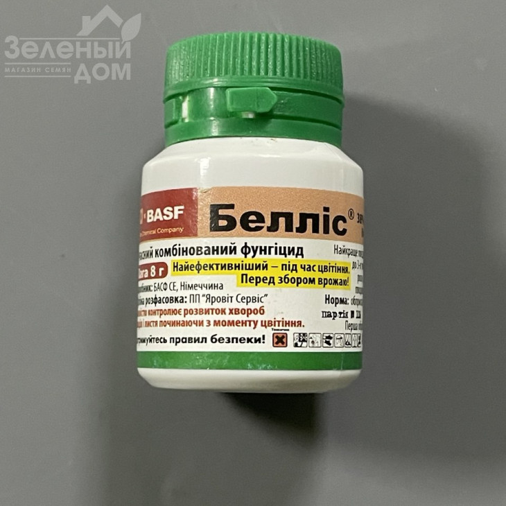 Белліс / Bellis,ВГ фото 1