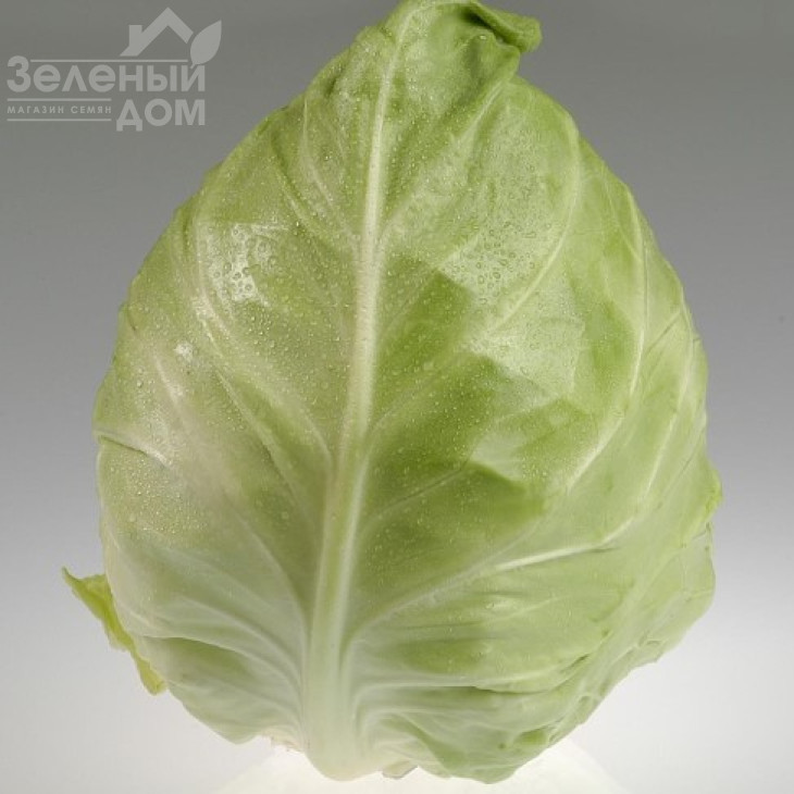 Кейп Хорн F1 / Keyp Horn F1, 55–65 днів фото 1