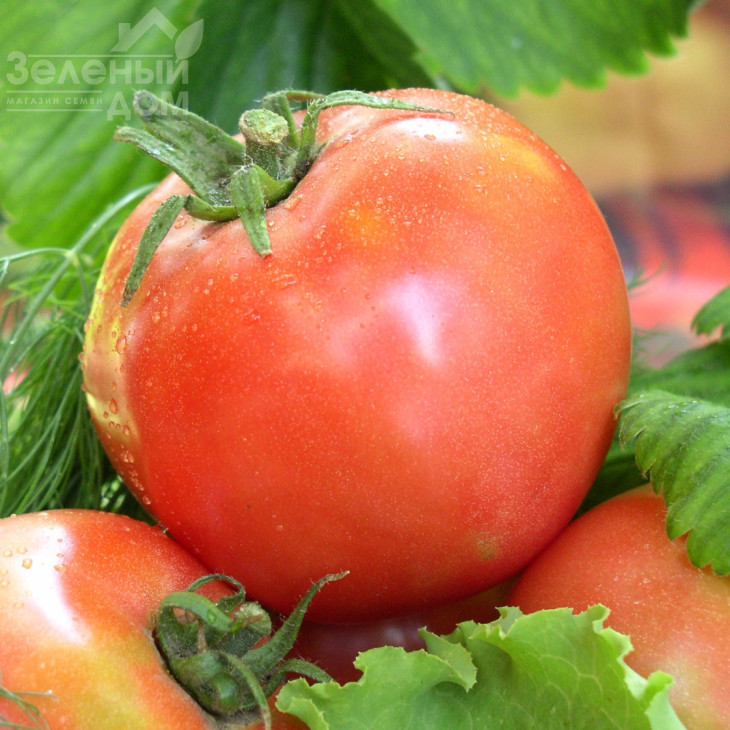 Петро F1 / Petro F1, 95-98 днів фото 1