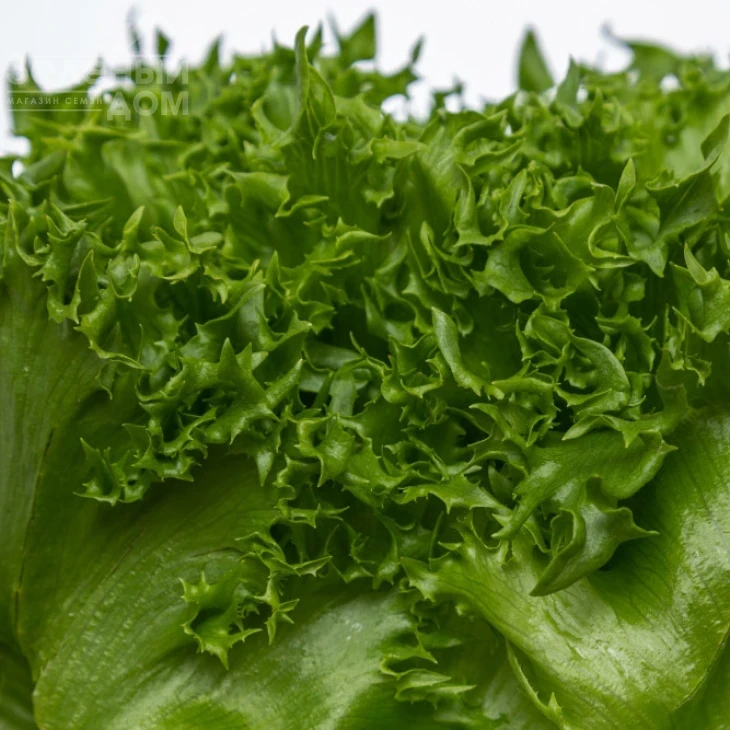 Финстар F1 / Finstar F1 фото 2