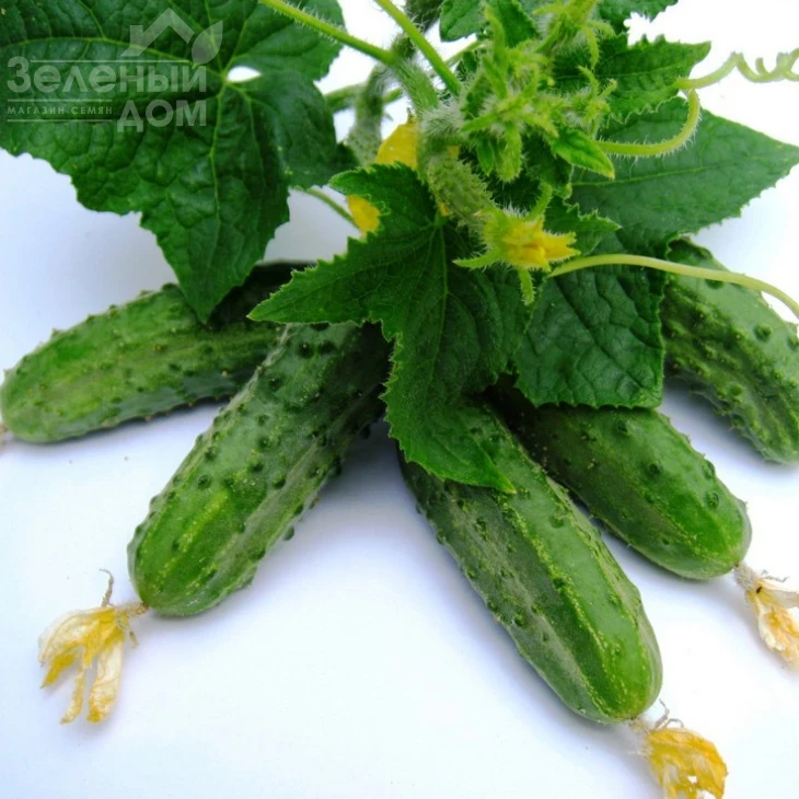 Регал F1 / Regal F1,45-48 дней фото 1