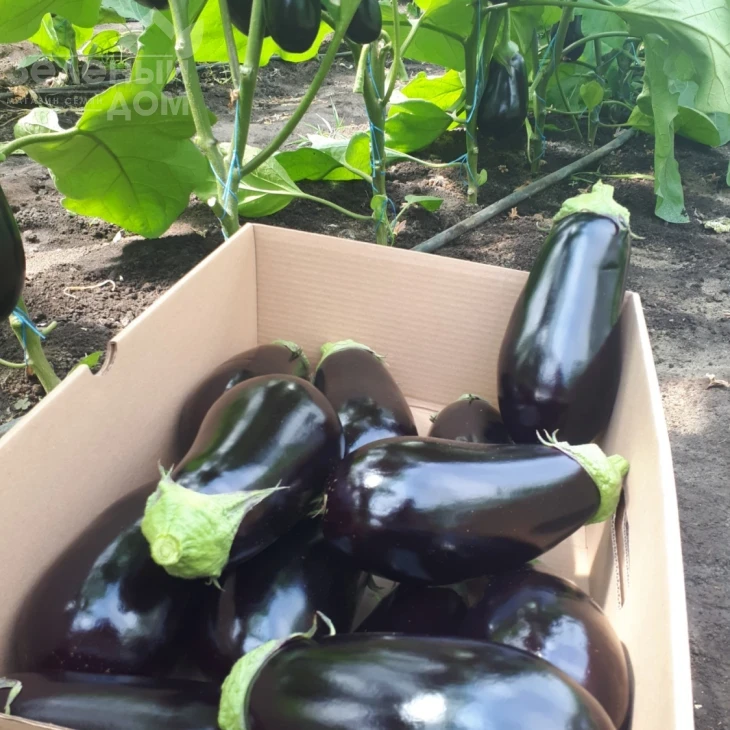 ЦРХ 50170 F1 / CRX 50170 F1 фото 1