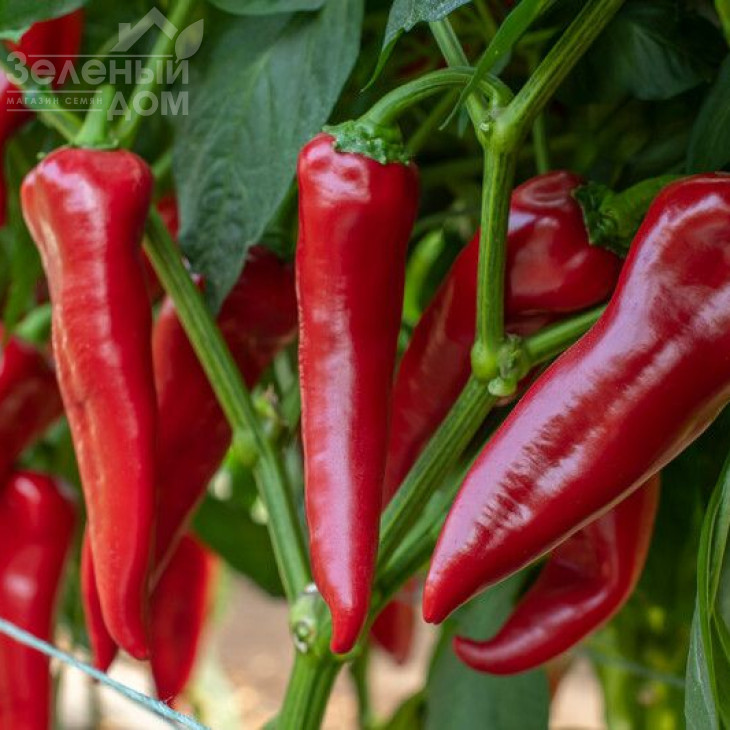 Мерсіса F1 / Mersisa F1 фото 1