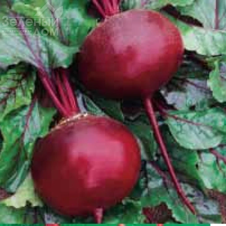 Кадет / Kadet  фото 1