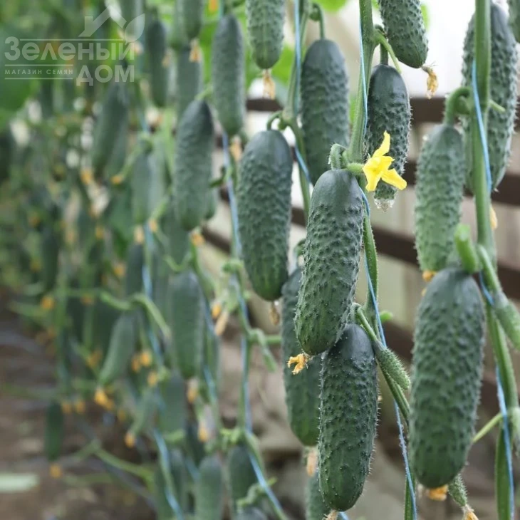 Сатоми F1 (KS 84 F1)  / Satomy F1 (KS 84 F1) фото 1