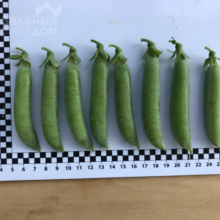 Мегасайз / Megasayz, 55-60 дней фото 3