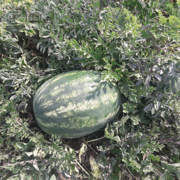 Міракл F1 / Miracle F1,58-60 днів фото 4