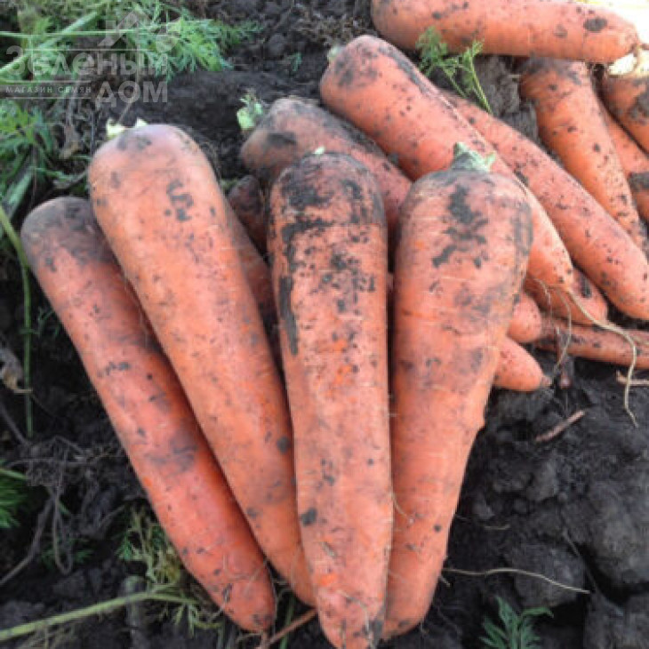 Тітан F1 / Titan F1,90 днів фото 6