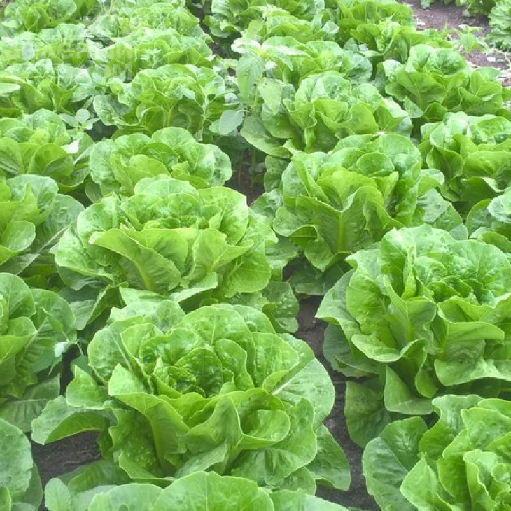 Баціо / Bacio фото 1