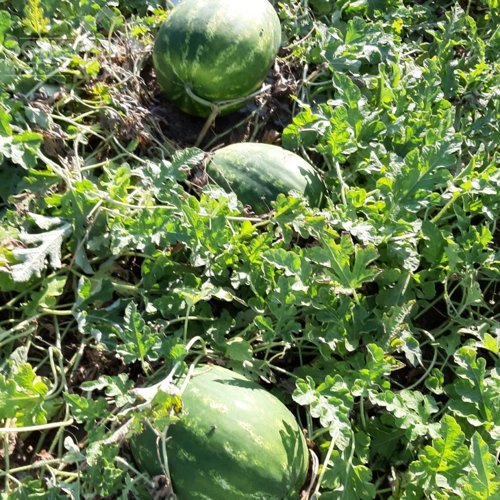 Фонтана F1 / Fontana F1, 65-67 дней фото 2