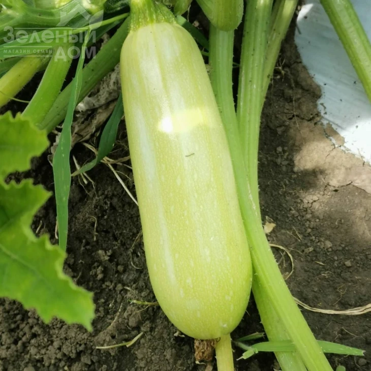 Ришар (INX 1423) F1 / Rishar (INX 1423) F1,35-37 дней фото 1