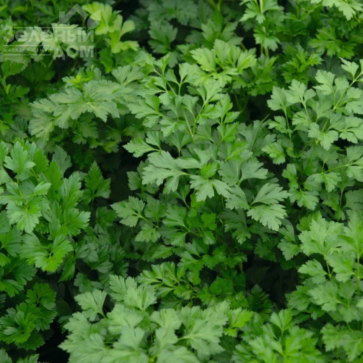 Риалто / Rialto фото 2