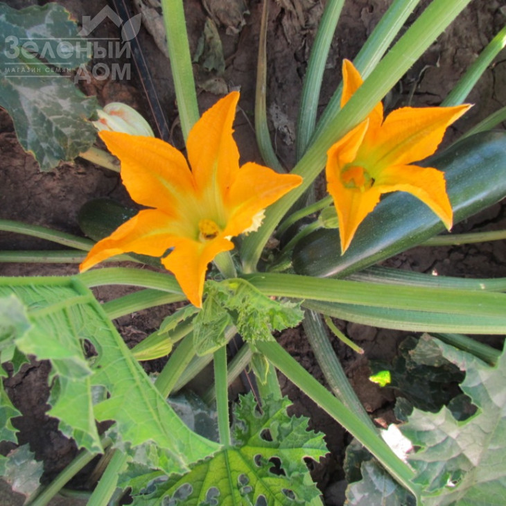 ЛС 1890 F1 / LS 1890 F1 фото 6