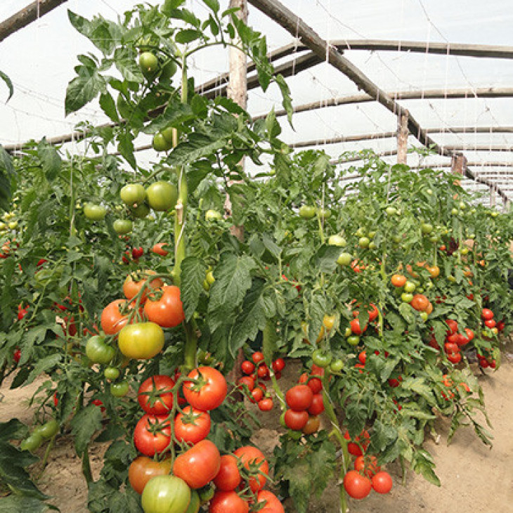 Канна 218 F1 / Kanna 218 F1,95-100 днів фото 2