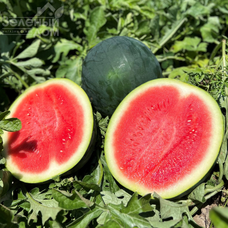 Багама F1 / Bahama F1,62-64 дні фото 1