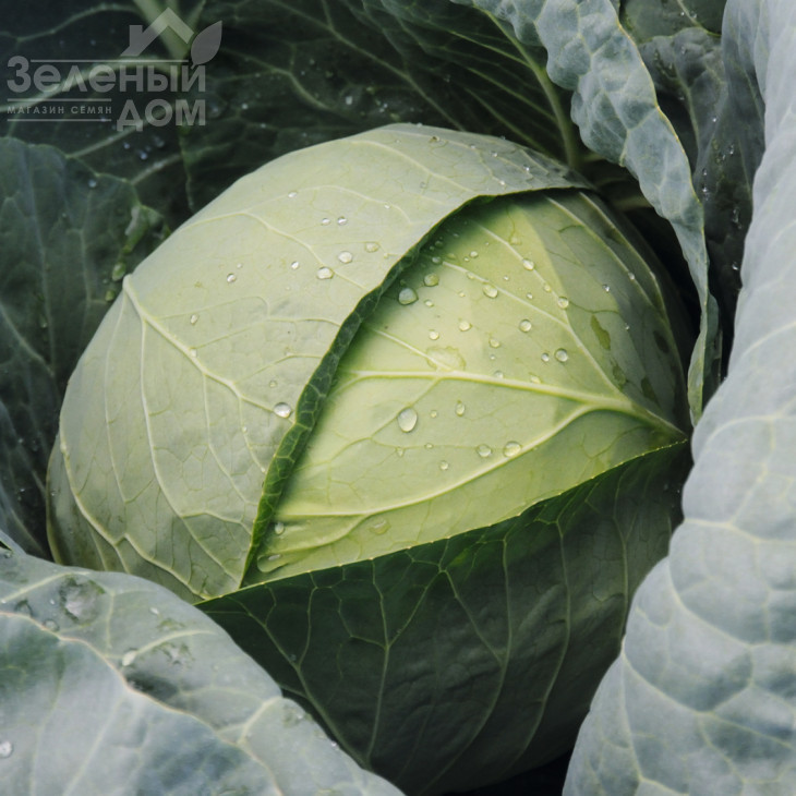 Чекмейт F1 / Checkmate F1,67 днів фото 1