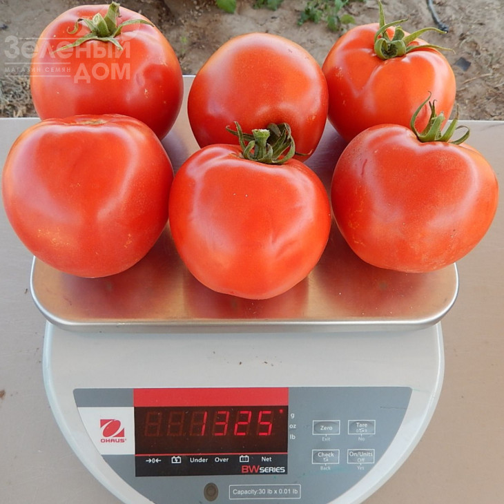 Арнольд (INX 1577) F1 / Arnold (INX 1577) F1,95-100 днів фото 7