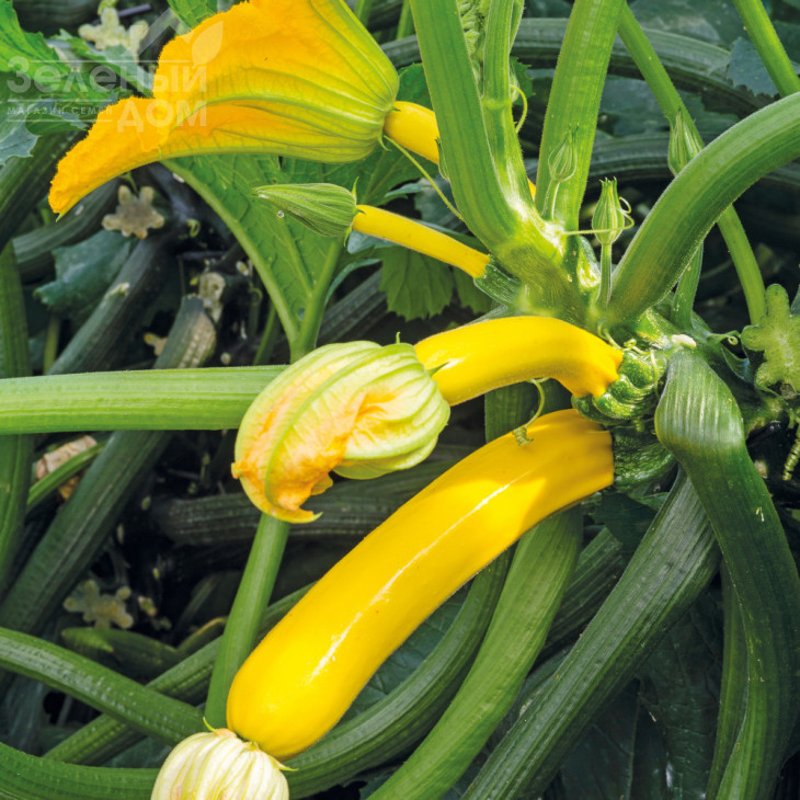 Голден Глорі F1 / Golden Glory F1,42-45 днів фото 1