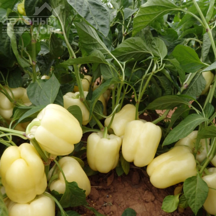 Бланчіна F1 / Blancina F1 фото 2