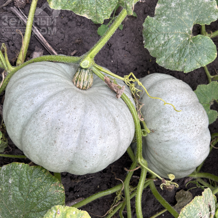 Краун Прінс F1 / Kraun Prins F1 фото 2