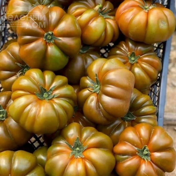 Браун Кой F1 / Brown Coy F1,105-115 дней фото 3