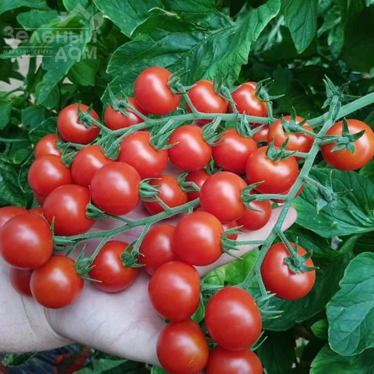 Прециозо F1 / Preciozo F1 фото 2