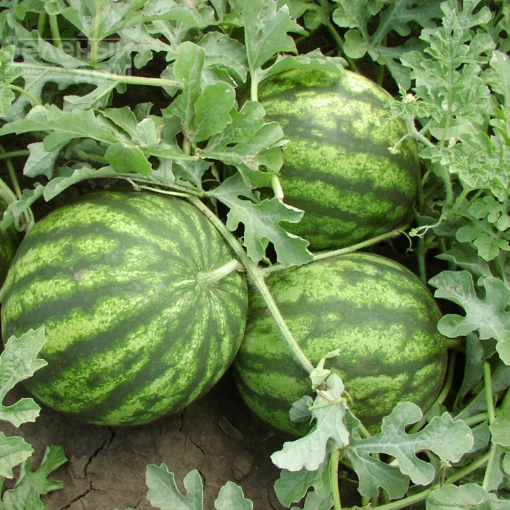 Султан F1 / Sultan F1,65-67 дней фото 1