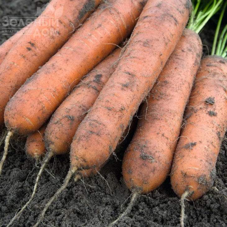 Номинатор F1 / Nominator F1,96 дней фото 2