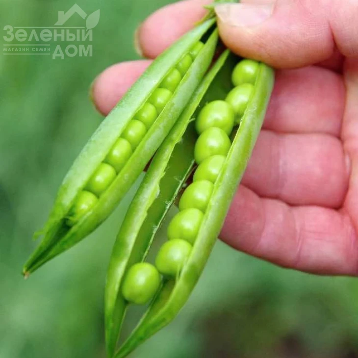 Йохан / Johan  фото 1