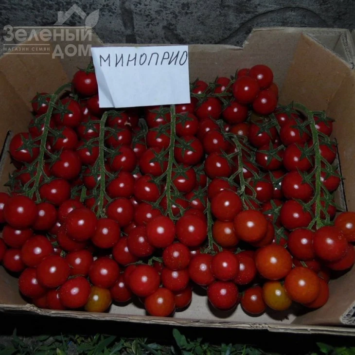 Миноприо F1 / Minoprio F1,65-70 дней фото 2