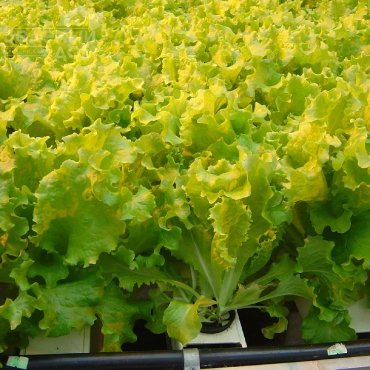 Перл Джем / Perl Jem фото 2