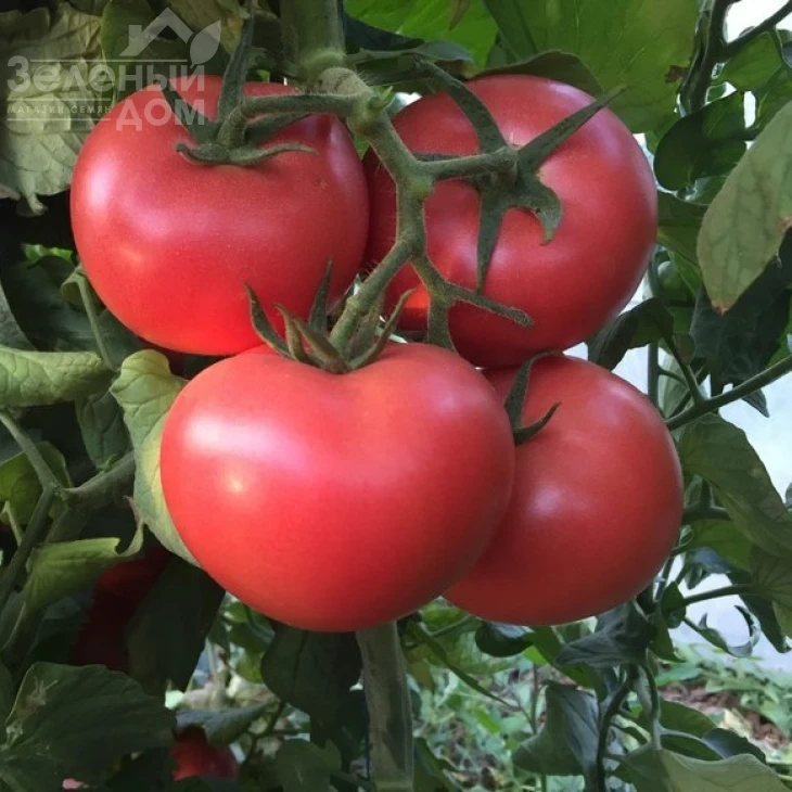 Пинк Кристал F1 / Pink Kristal F1,70 дней фото 1