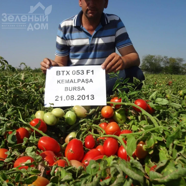 ВТ 053 F1 / BT 053 F1,80 дней фото 3