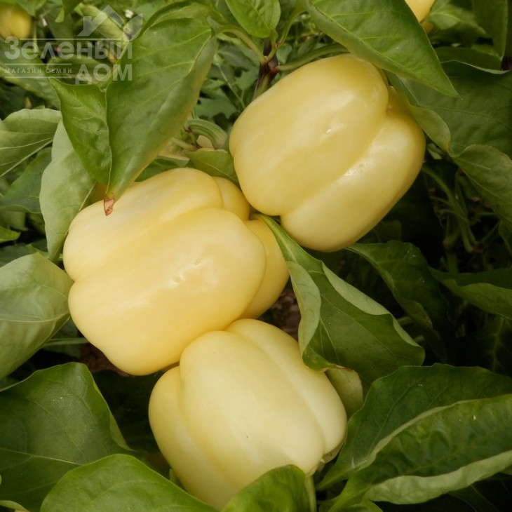 Оїда F1 / Oida F1,65-70 днів фото 1