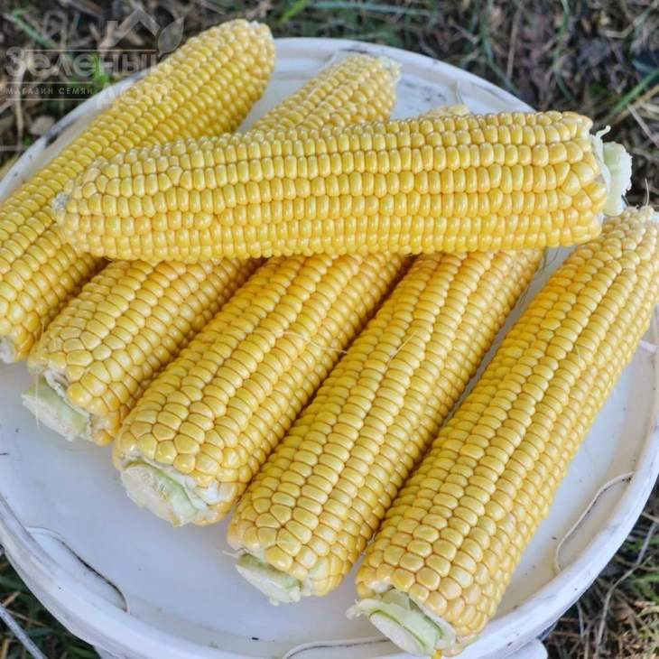 Страйк F1 (1525 F1) / Strayk F1 (1525 F1),72 дня фото 3