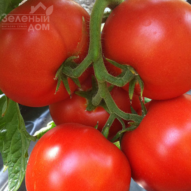 Саймон F1 / Saimon F1 фото 3