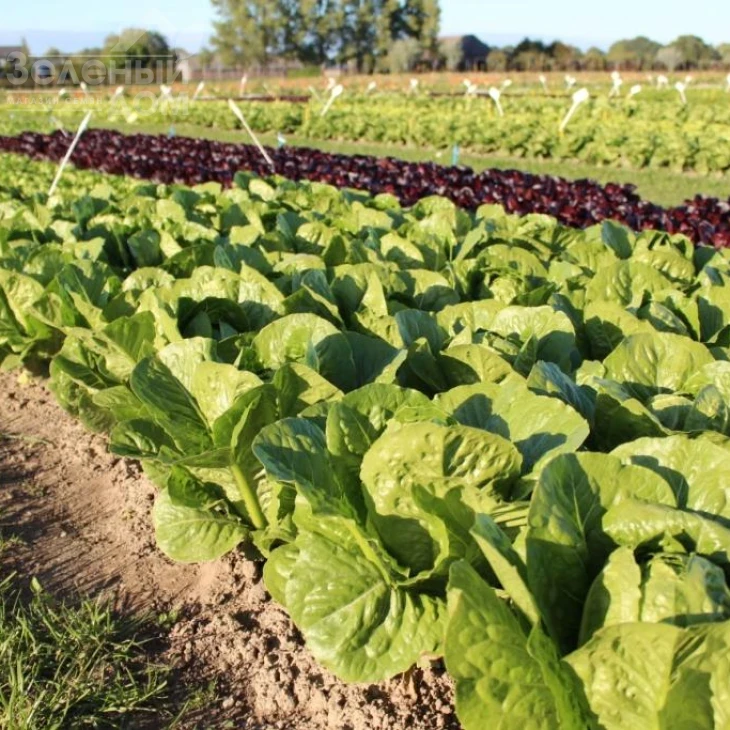 Яра / Jara фото 1