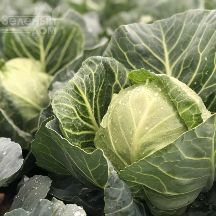 Сплеш бол F1 / Splesh bol F1,45-47 дней фото 1