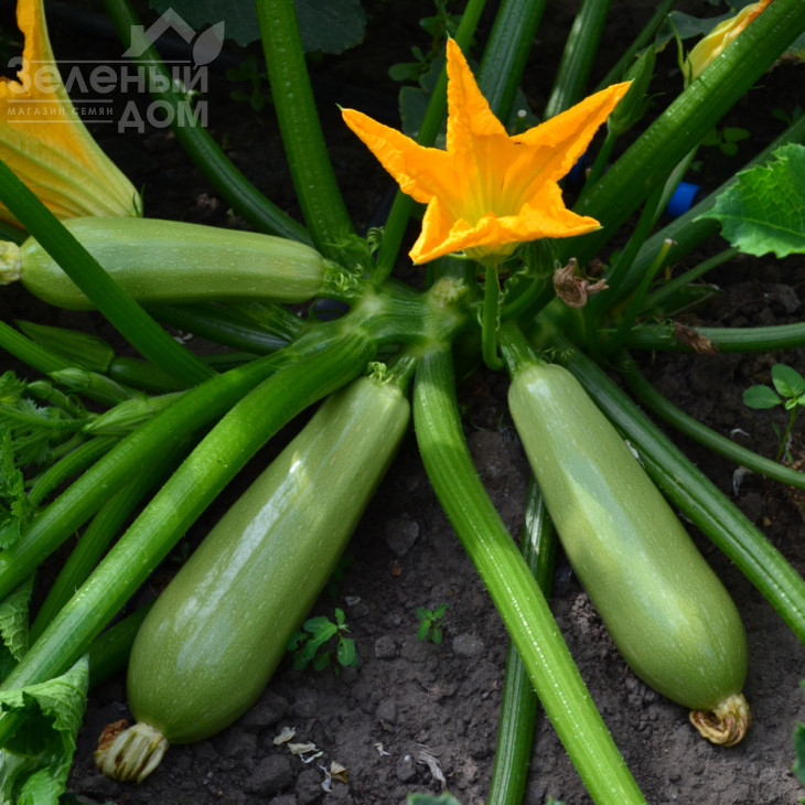 ТС 21-0042 F1 / TS 21-0042 F1 фото 1