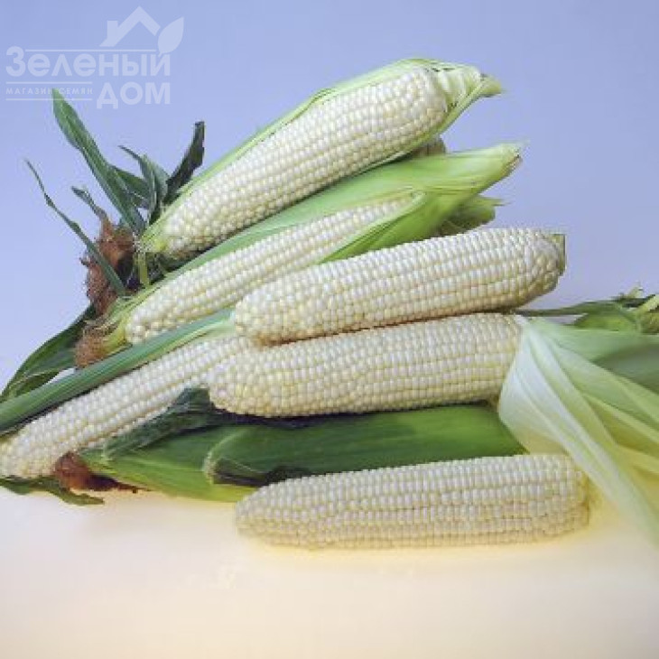 Еден F1 / Eden F1,72-74 днів фото 1