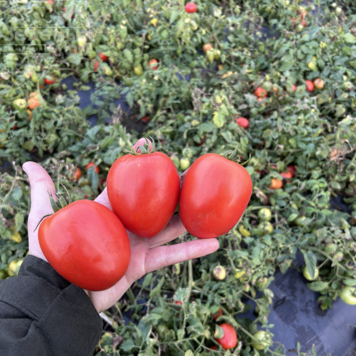 Буена Віста F1 / Buena Vista F1, 65-70 днів фото 2