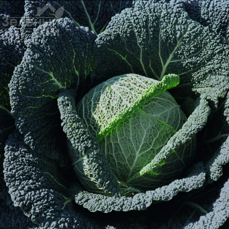 Віроса F1 / Wirosa F1,137 днів фото 2