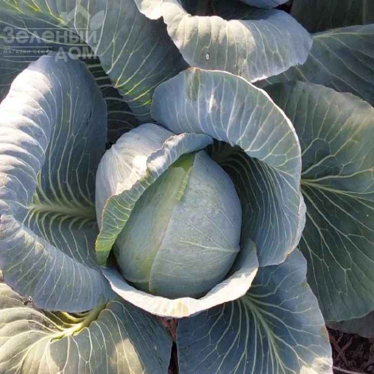 Винчи F1 / Vinchi F1, 130–135 дней фото 1