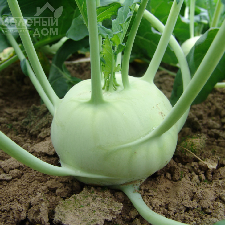 Креф F1 / Kref F1,75-80 днів  фото 1