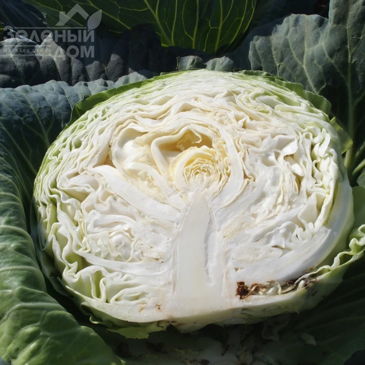 Зеус F1 / Zeus F1,75-80 дней фото 2