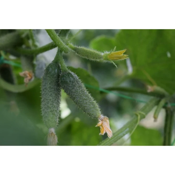 Баритон F1 / Barytone F1 фото 3